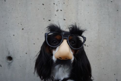 Disguised and funny dog