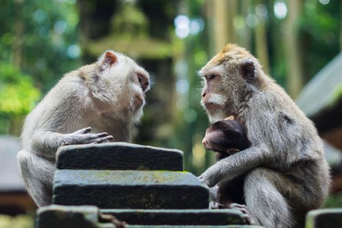 Dois macacos parecem conversar de forma calma