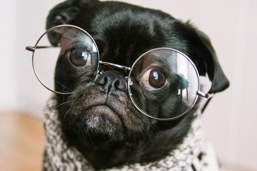Cachorro usando óculos